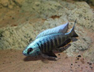 Copadichromis parvus 'Metangula''Metangula' Copadichromis parvus