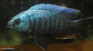 Copadichromis parvus 'Metangula'