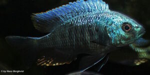 Copadichromis parvus 'Metangula'