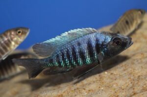 Copadichromis parvus 'Metangula'