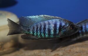 Copadichromis parvus 'Metangula'