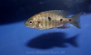 Copadichromis parvus 'Metangula'