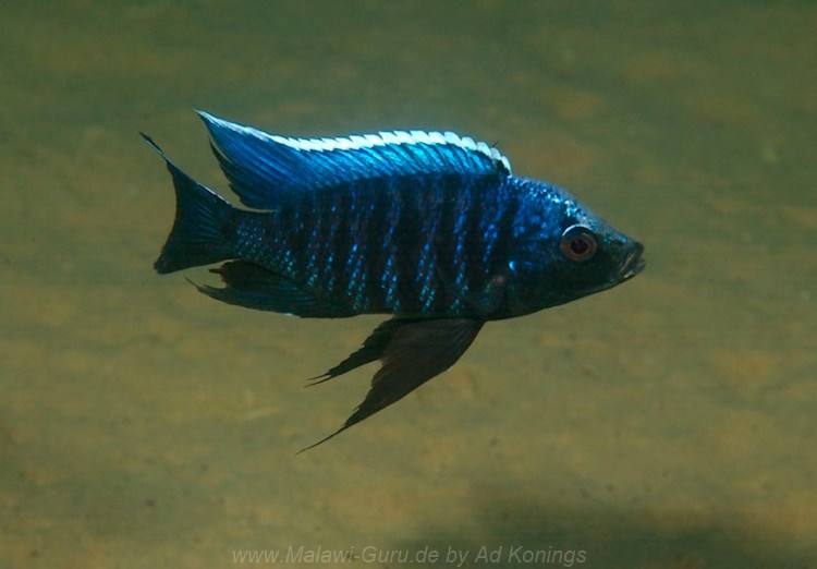Copadichromis parvus 'Nkhungu Reef''Nkhungu Reef' Copadichromis parvus 'Nkhungu Reef'