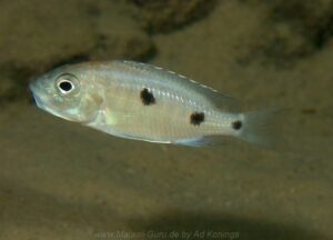 Copadichromis parvus 'Nkhungu Reef''Nkhungu Reef' Copadichromis parvus 'Nkhungu Reef'