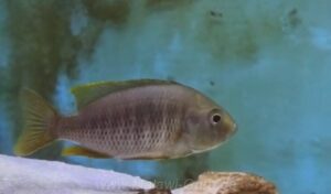 Copadichromis pleurostigma 'Kande Island'