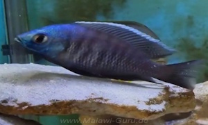 Copadichromis pleurostigma
