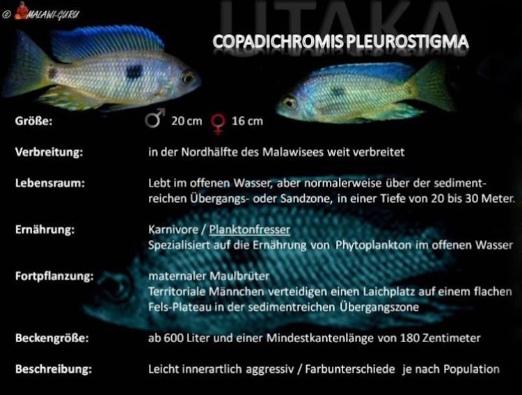 Copadichromis pleurostigma - Grafik Copadichromis pleurostigma