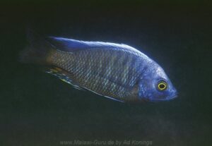 Copadichromis pleurostigmoides 'Nkhata Bay'