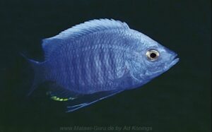 Copadichromis quadrimaculatus 'Tsano Rock'