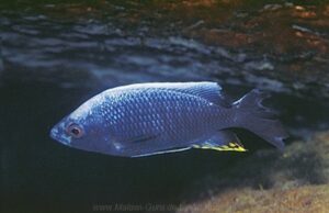 Copadichromis sp. 'cf. nkatae' Taiwanee Reef