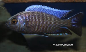 Copadichromis sp. 'chingata blue'
