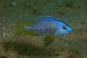 Copadichromis sp. 'chitimba' Gallireya Reef