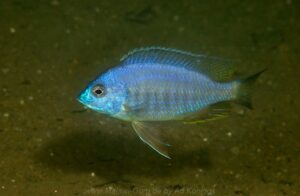 Copadichromis sp. 'chizumuluensis londo' Londo Bay