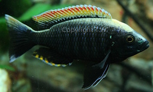 Copadichromis sp. 'fire-crest mloto' im Steckbrief Copadichromis sp. 'fire-crest mloto'