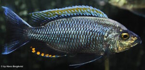 Copadichromis sp. 'fire-crest mloto'