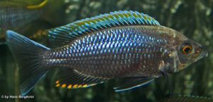Copadichromis sp. 'fire-crest mloto'