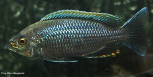 Copadichromis sp. 'fire-crest mloto'