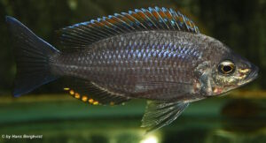 Copadichromis sp. 'fire-crest mloto'