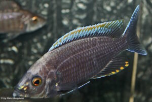 Copadichromis sp. 'fire-crest mloto'