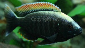 Copadichromis sp. 'fire-crest mloto'