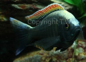 Copadichromis sp. 'fire-crest mloto''fire-crest mloto' Copadichromis sp. 'fire-crest mloto'