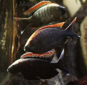 Copadichromis sp. 'fire-crest mloto''fire-crest mloto' Copadichromis sp. 'fire-crest mloto'