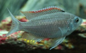 Copadichromis sp. 'fire-crest mloto'