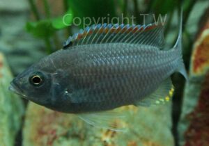 Copadichromis sp. 'fire-crest mloto'