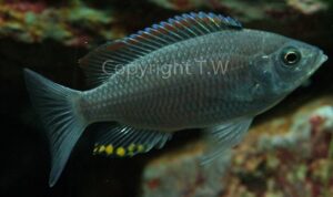 Copadichromis sp. 'fire-crest mloto''fire-crest mloto' Copadichromis sp. 'fire-crest mloto'