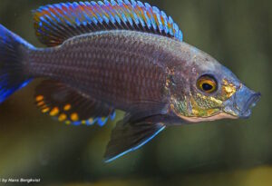 Copadichromis sp. 'fire-crest mloto''fire-crest mloto' Copadichromis sp. 'fire-crest mloto'