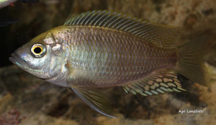 Copadichromis sp. 'flavimanus lundu''flavimanus lundu' Copadichromis sp. 'flavimanus lundu'