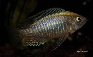 Copadichromis sp. 'flavimanus lundu'
