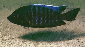 Copadichromis sp. 'kawanga' Arten