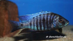 Copadichromis sp. 'kawanga'