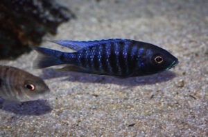 Copadichromis sp. 'kawanga' Chitimba Bay