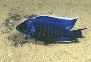 Copadichromis sp. 'kawanga' Hongi Island