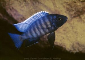 Copadichromis sp. 'kawanga'