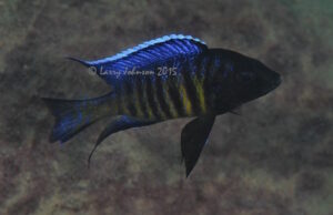 Copadichromis sp. 'kawanga' Kawanga