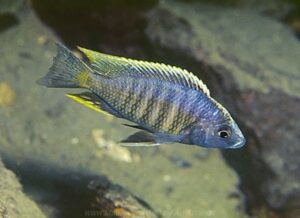 Copadichromis sp. 'kawanga' Kirondo