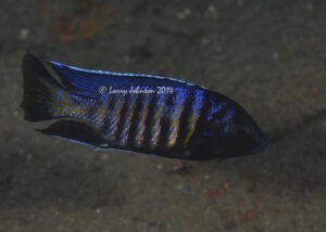 Copadichromis sp. 'kawanga' Lion's Cove