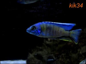 Copadichromis sp. 'kawanga' Lundu