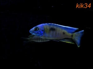 Copadichromis sp. 'kawanga' Lundu