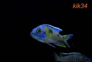 Copadichromis sp. 'kawanga' Lundu