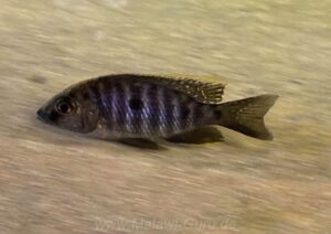 Copadichromis sp. 'kawanga' Makonde