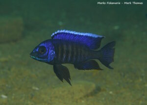 Copadichromis sp. 'kawanga' Mbamba Bay