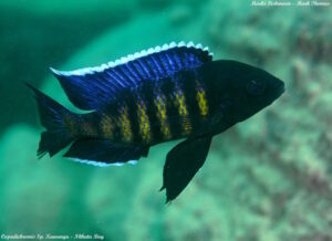 Copadichromis sp. 'kawanga' Nkhata Bay