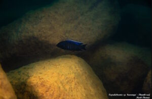Copadichromis sp. 'kawanga' Thumbi Reef