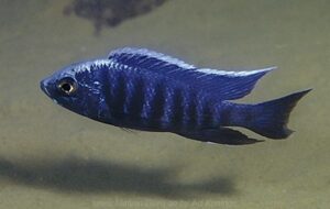 Copadichromis sp. 'kawanga no-spot' Undu Reef