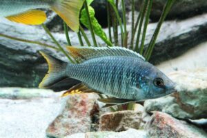 Copadichromis sp. 'likomae masinje'