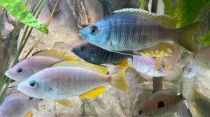 Copadichromis sp. 'likomae masinje'